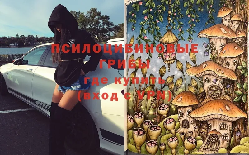 закладки  Ногинск  Псилоцибиновые грибы MAGIC MUSHROOMS 